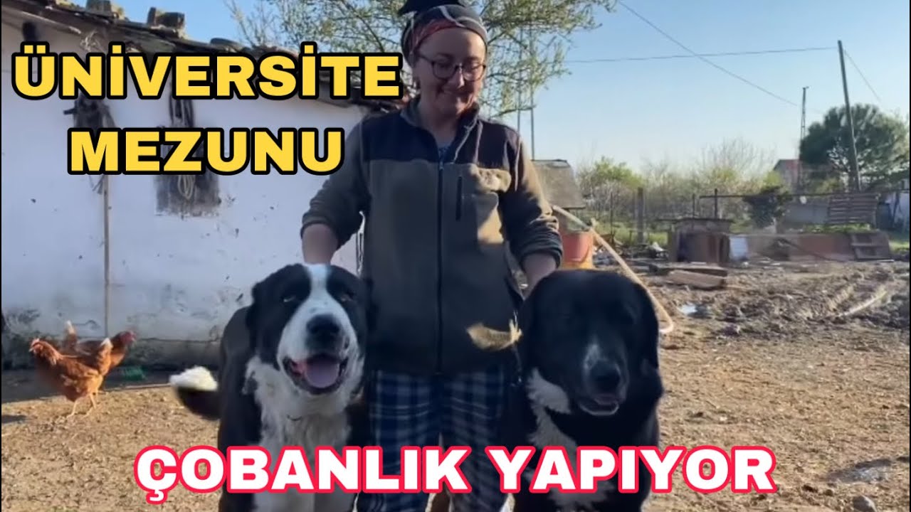 2 ВЫПУСКНИКА ВУЗА Овчарки | АЙСУН Сестра | десять изобретательности на десяти пальцах