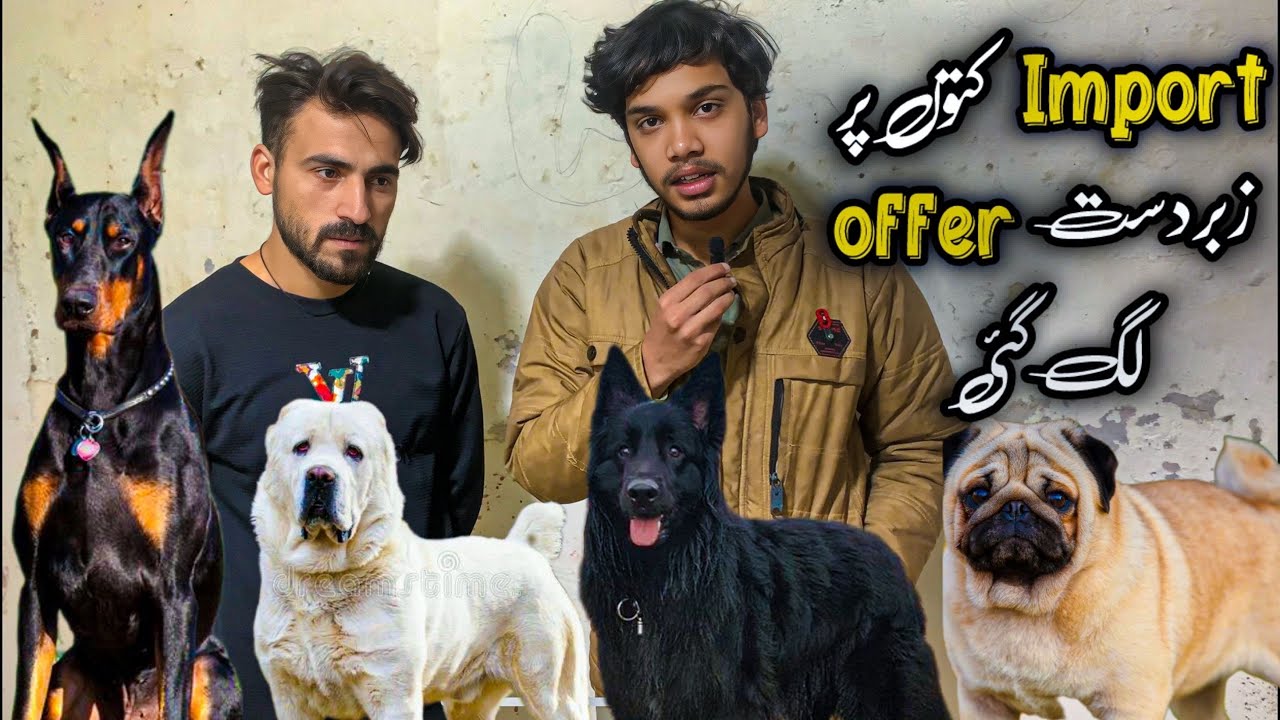 College Road Rawalpindi | Big Offer On Import Dog | Shahzain Animals Vlogs