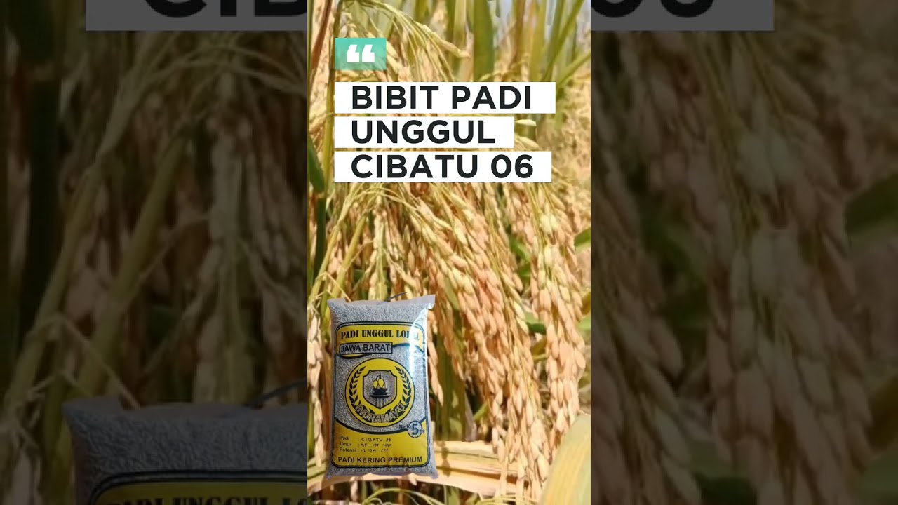 Viral ‼️ Padi cibatu06 || Bibit padi unggul 2024 #shorts