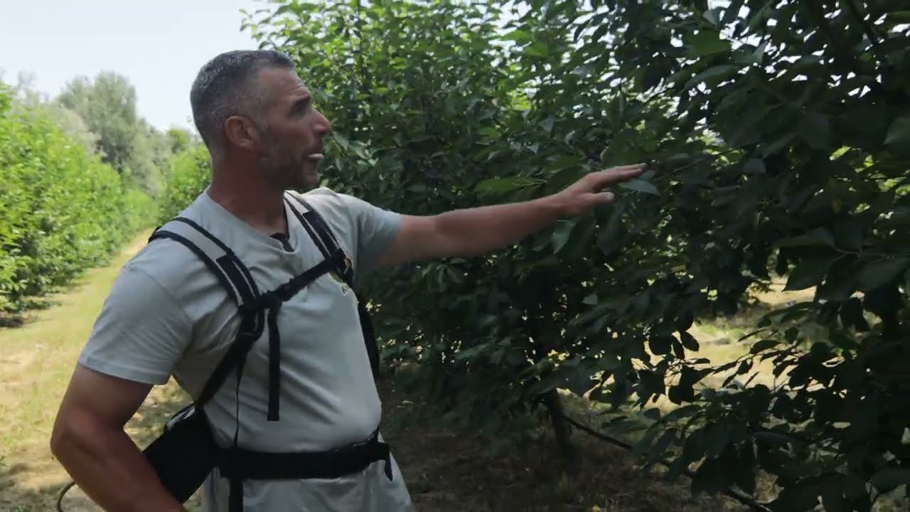 Bliže selu ep. 129 21.06.2025. Banatski Brestovac