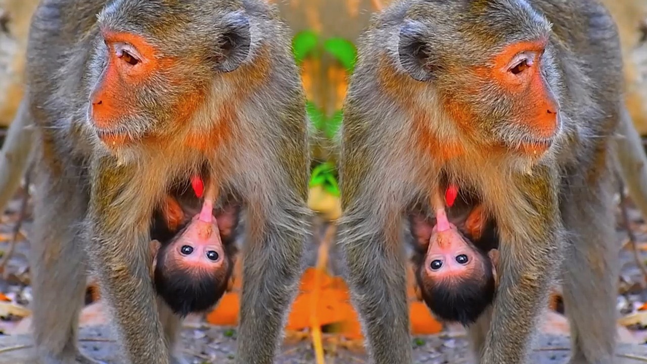 Adorable Tiny Mommy Monkey Wildlife Moments With Her Baby