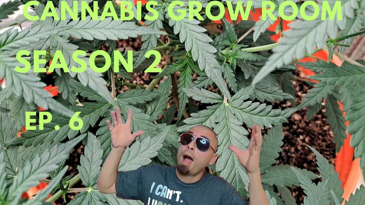 Cannabis Grow Room: Season 2 Episode 6  