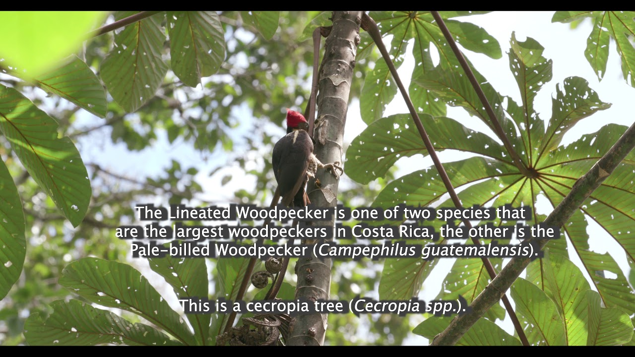 Lineated Woodpecker Eating Ants on a Cecropia Tree