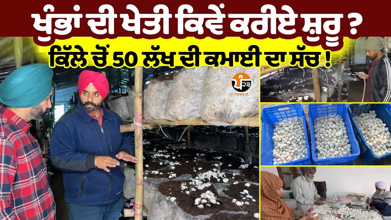 Mushroom Farming | Msc ਦੀ ਪੜਾਈ ਤੋਂ ਬਾਅਦ ਕਰਨ ਲੱਗਾ ਖੁੰਭਾਂ ਦੀ  ਖੇਤੀ , ਬਣਾਇਆ ਕਾਮਯਾਬ ਧੰਦਾ | Success Story