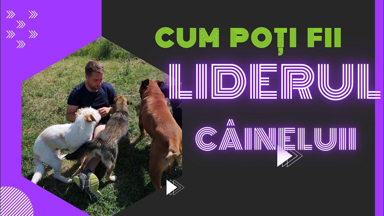 Cum sa devii liderul cainelui