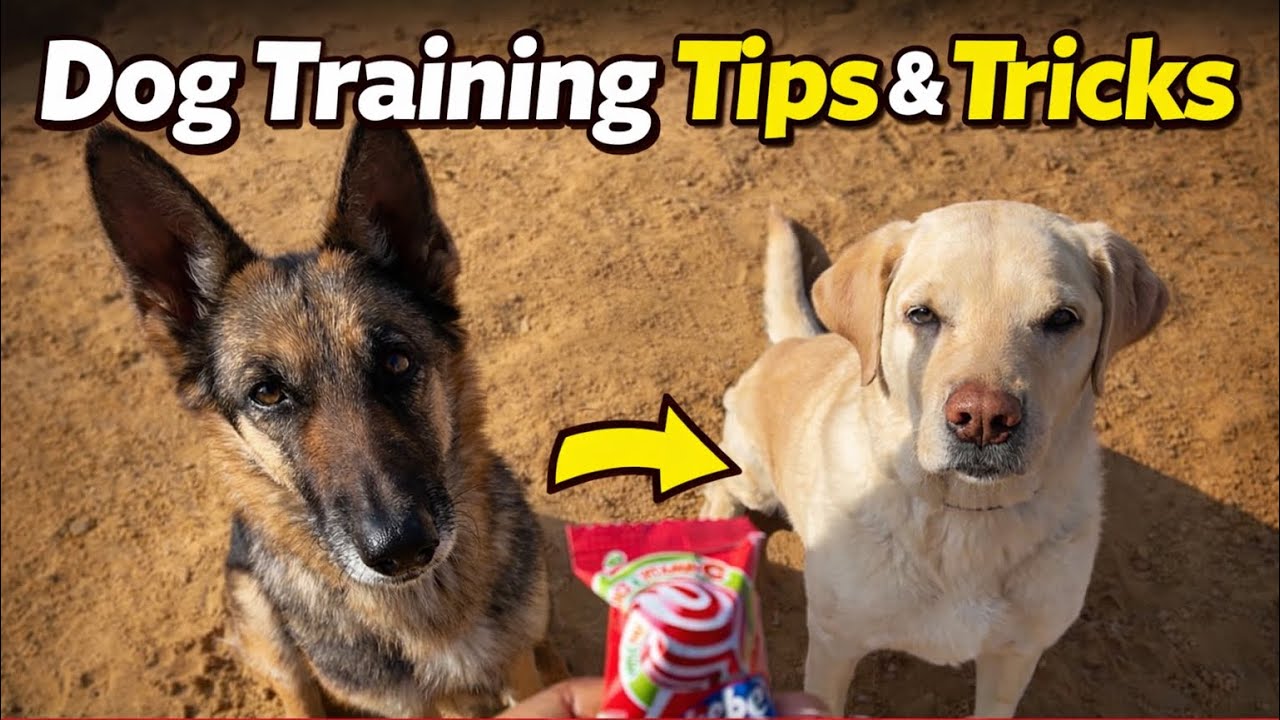 Training SIT Command to my 8 Years Old Golden Retriever and 6 years old GSD | LIVE Training
