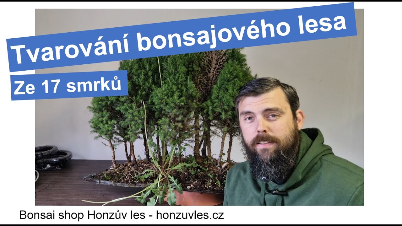 Tvarování bonsajového lesa ze 17 smrků.