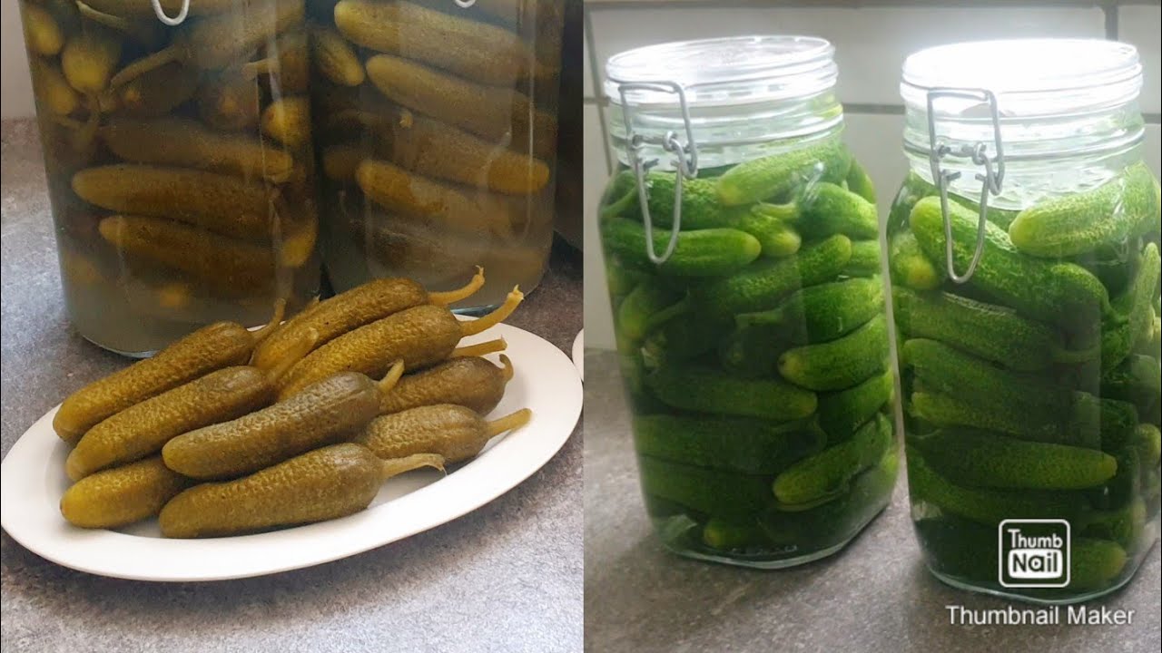 Die weltbesten saure Gurken| schmeckt Orginal wie auf Straßen in Libanon| & das kleine Experiment