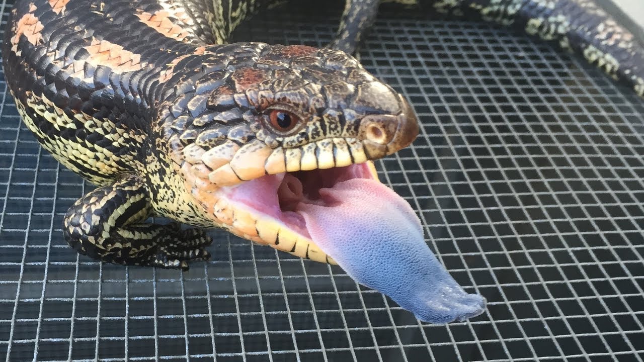 HOW TO #4, The ULTIMATE Blue Tongue Lizard Setup- CrittaCam