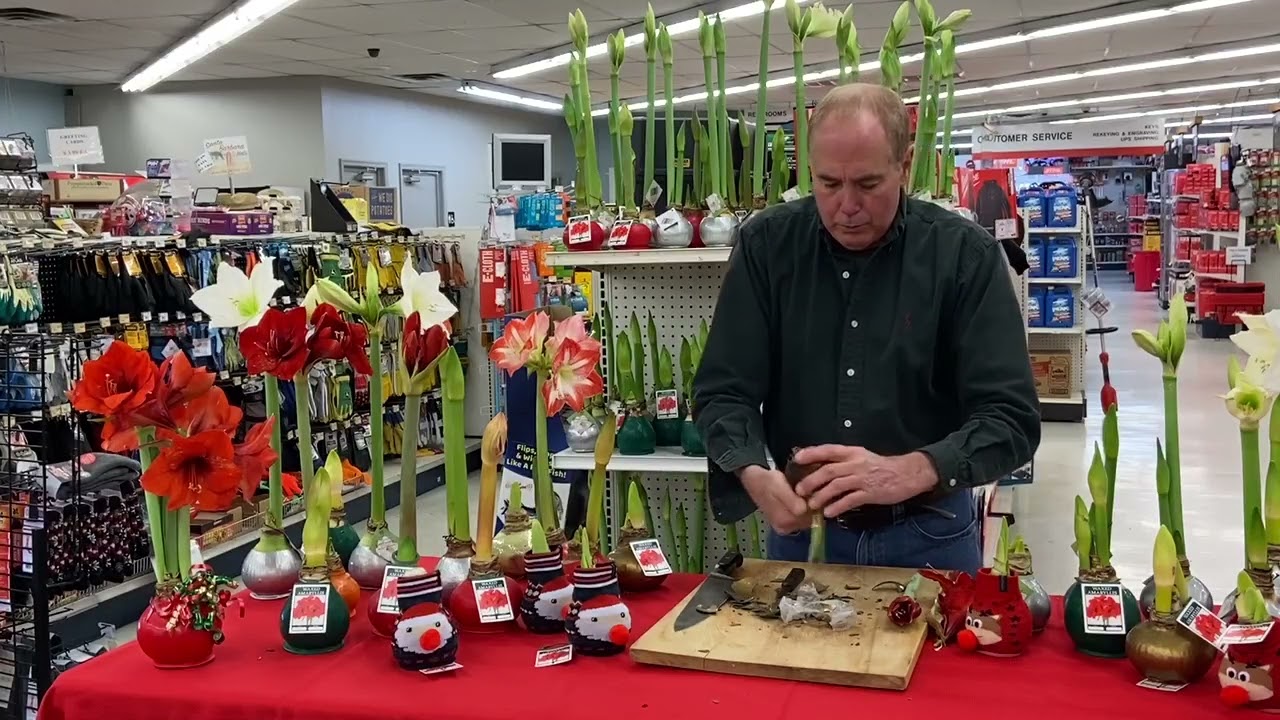 Waxed Amaryllis bulbs, what to do after blooming