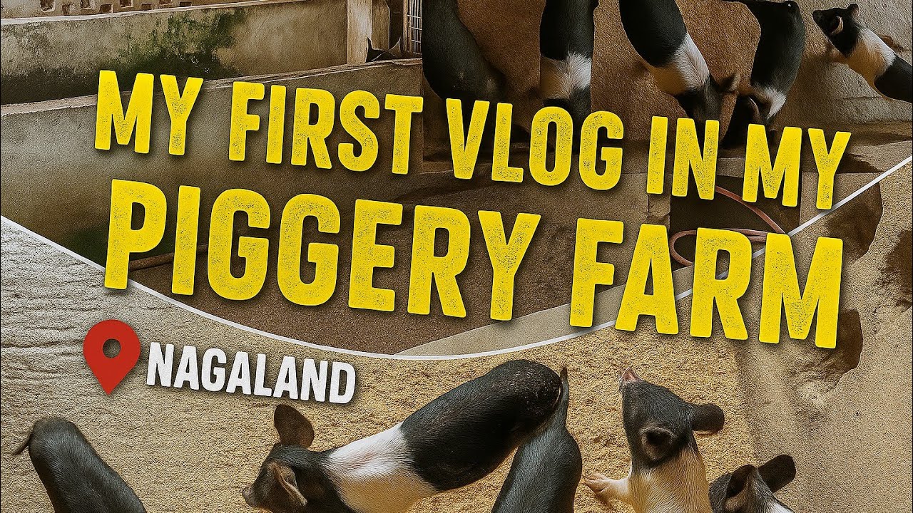 Pig Farming in Dimapur Nagaland | My First Vlog Adventure 🌟