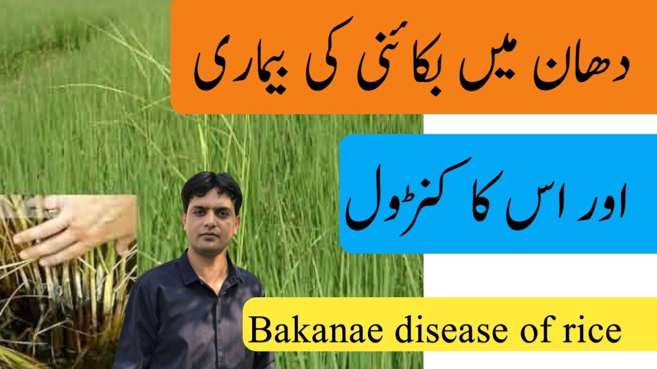 Organic Control of Bakanae disease of rice | Plant Clinics | Dr. Jamil Shafi