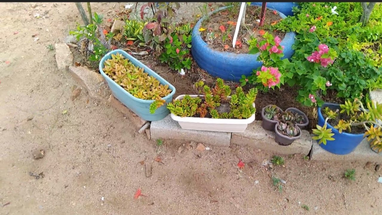 Começando a organização após a obra do muro  #plantas 