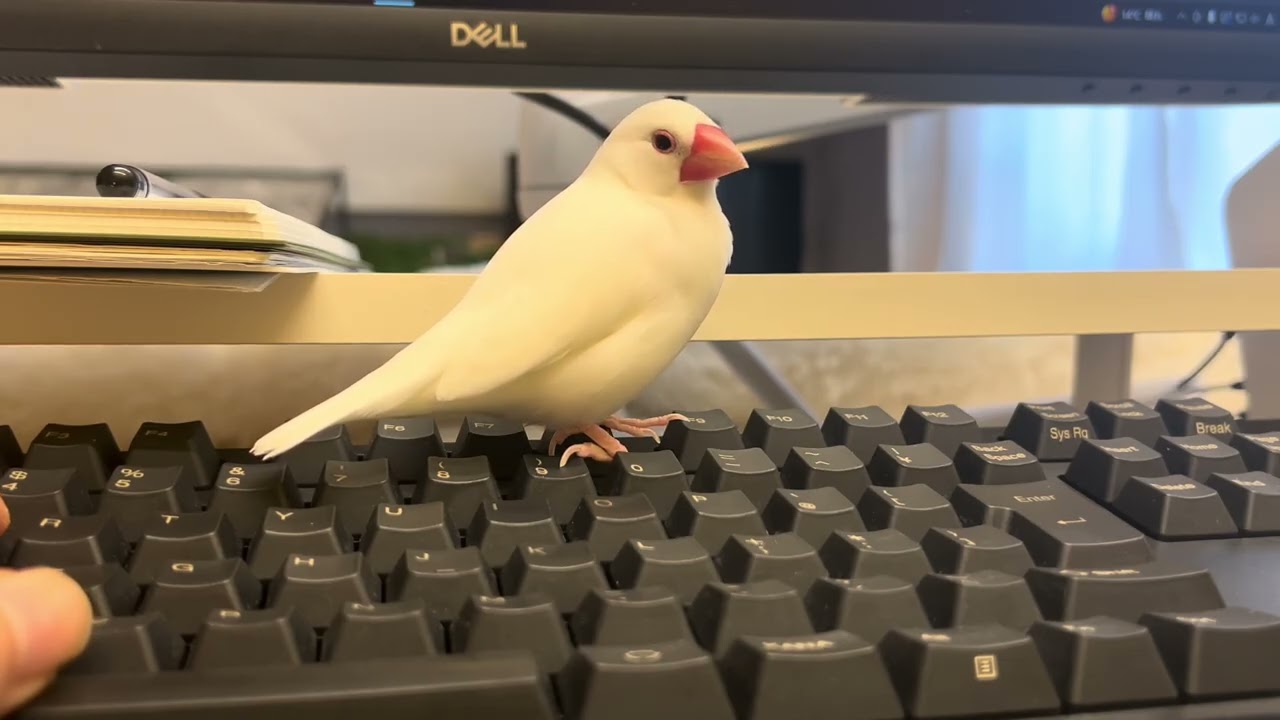 【BGMのみ】今日の仕事見守り文鳥つるさん