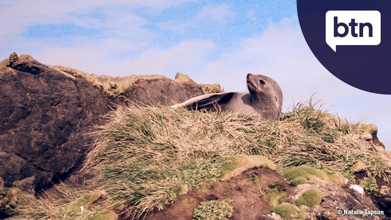 Macquarie Island Problem - Behind the News