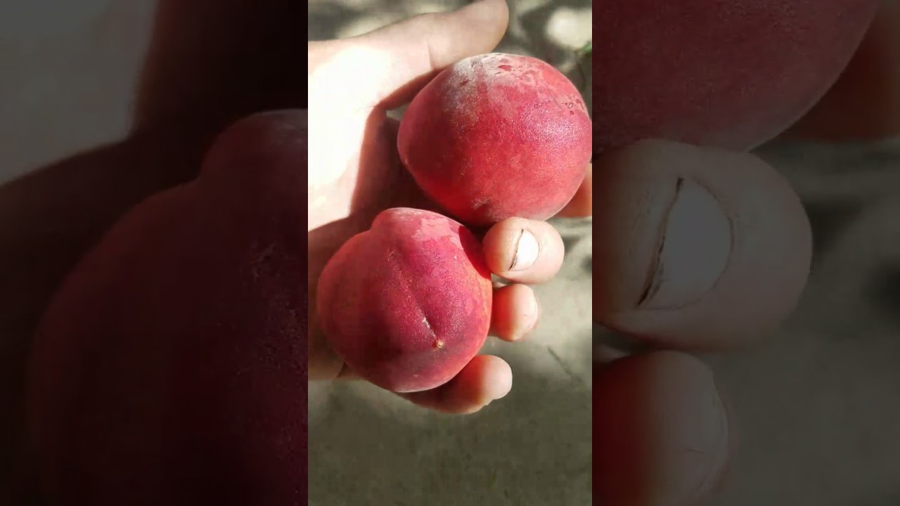 Florida Prince Peach taste test! If you only buy 1 peach tree get this one!