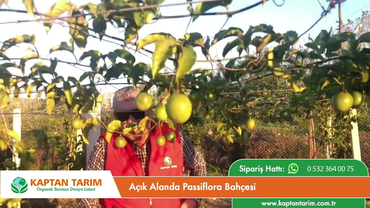 Açık Alanda Passiflora Bahçesi