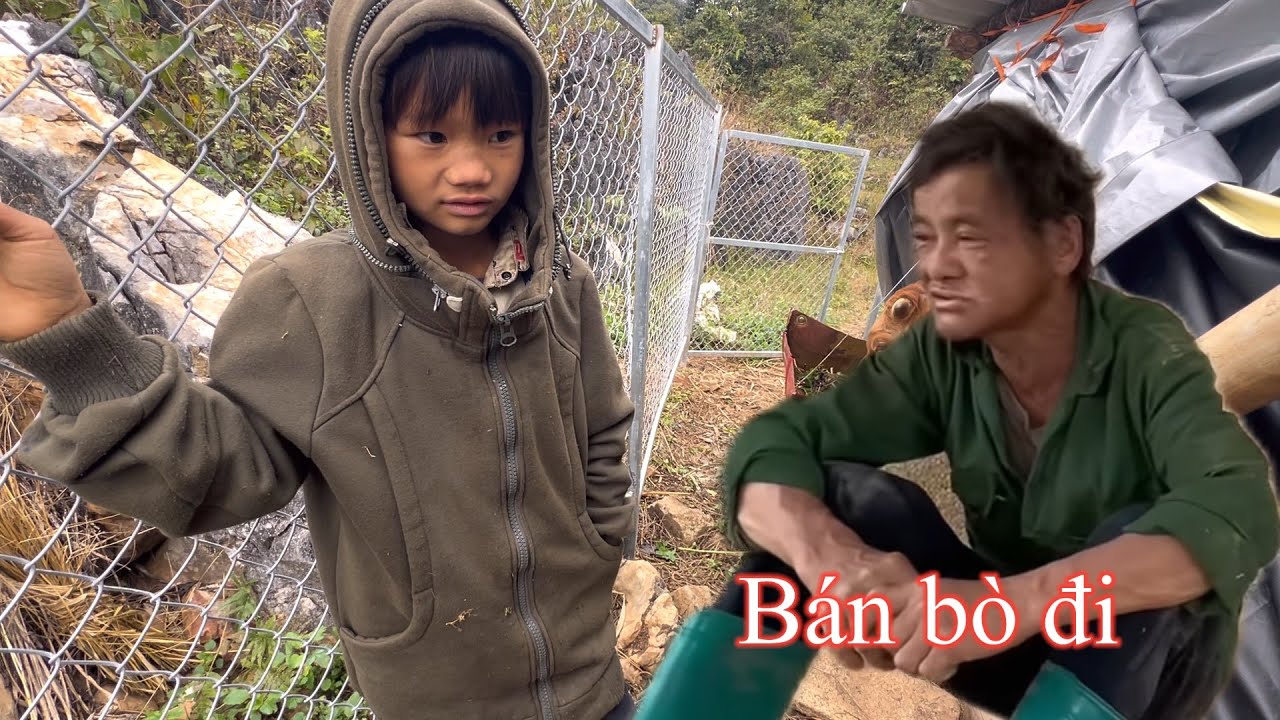 Cháu phung,chi sầu vẫn biệt tích,ông nát rượu gạ bán bò để lấy tiền đi tìm chị..!