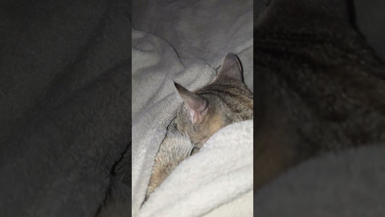 moje mace najlijepše🐾🐾🐾😺🎀💞