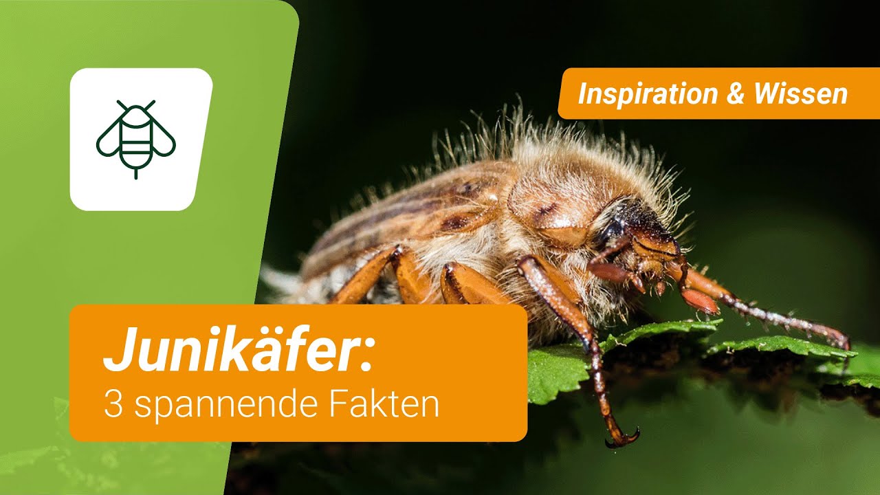Junik&auml;fer: 3 spannende Fakten &uuml;ber den Krabbler