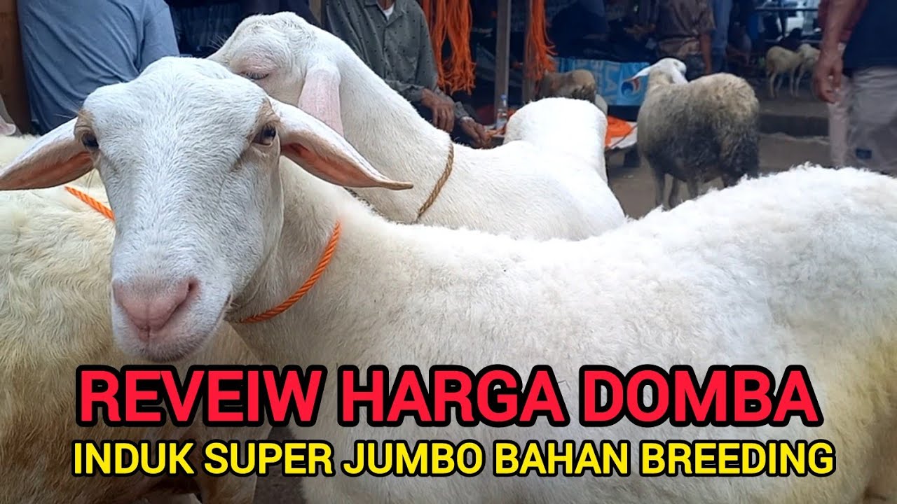 REVEIW HARGA DOMBA INDUK SUPER
