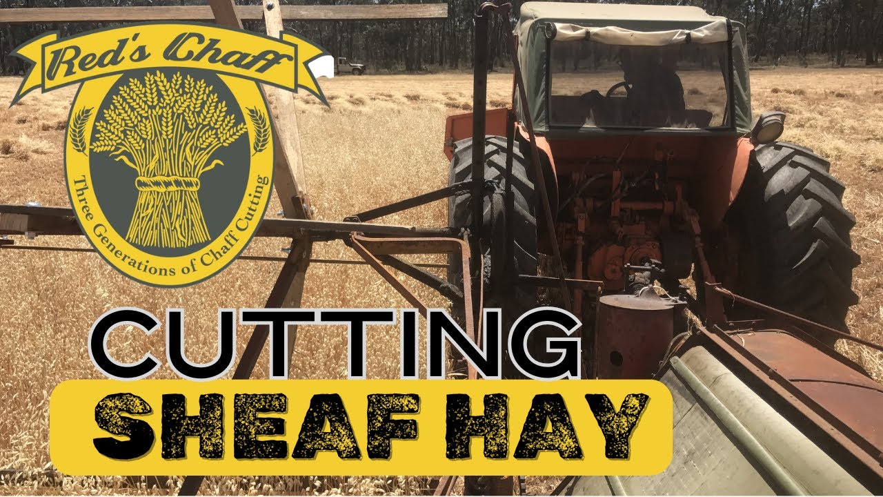 Cutting Sheaf Hay with the Binder - HV McKay Sunshine