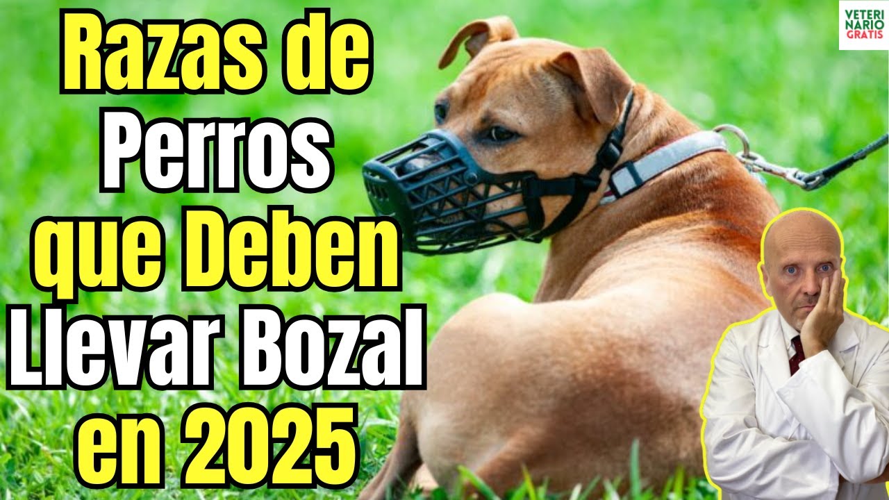 🐶🚫 ¿QUÉ RAZAS DE PERROS TIENEN QUE LLEVAR BOZAL EN 2025 SEGUN LA LEY? 🛡️📅