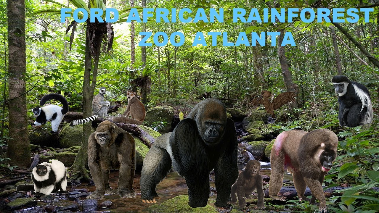 Uncaged Zoo Tours: Ford African Rainforest|Zoo Atlanta #gorillas