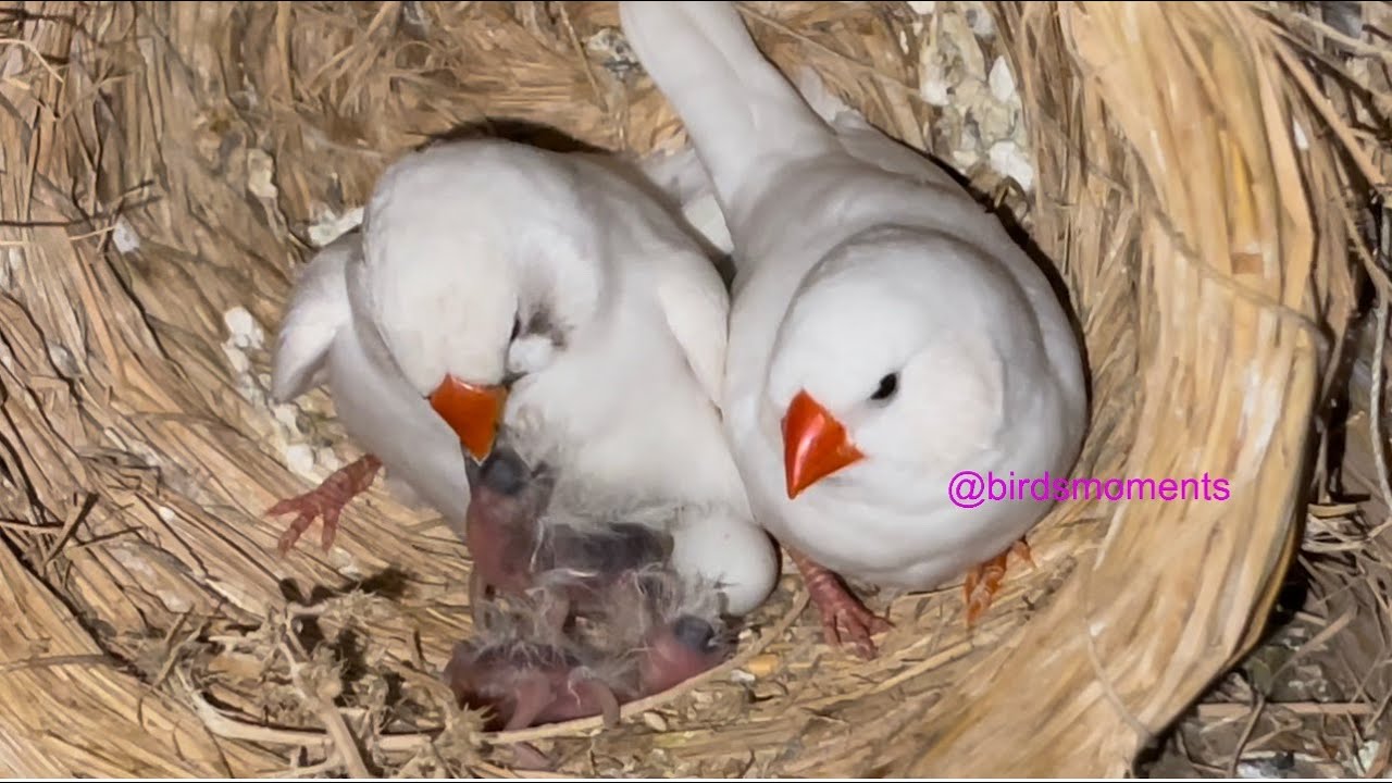 White zebra finch feeding newborn babies
