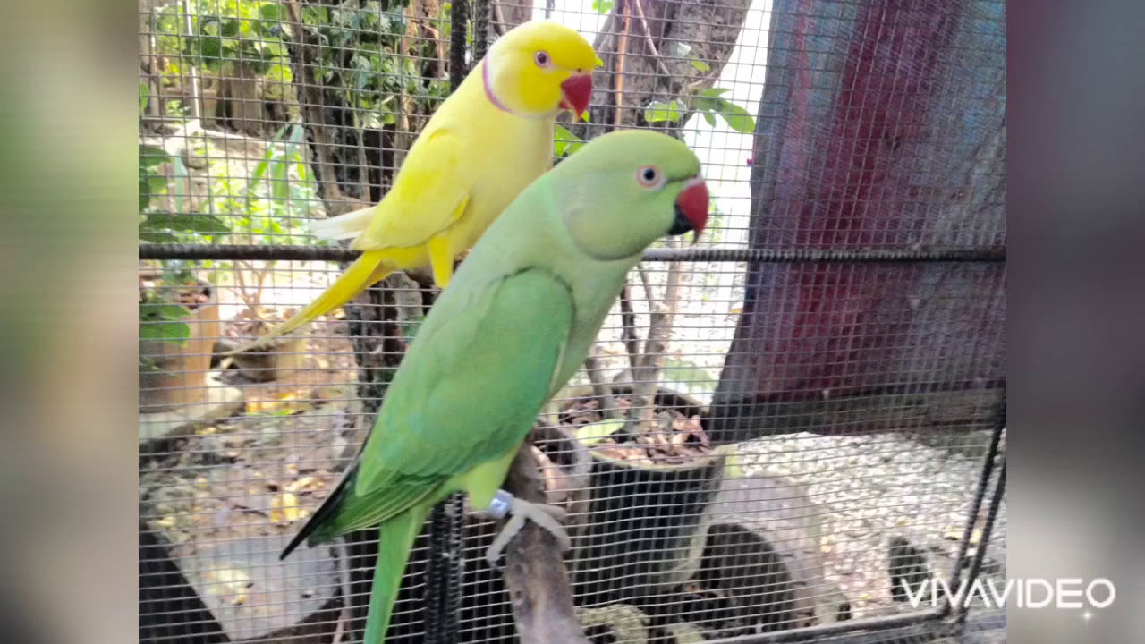 Indian Ringneck Parrot Breeding to Hand Feeding Growth
