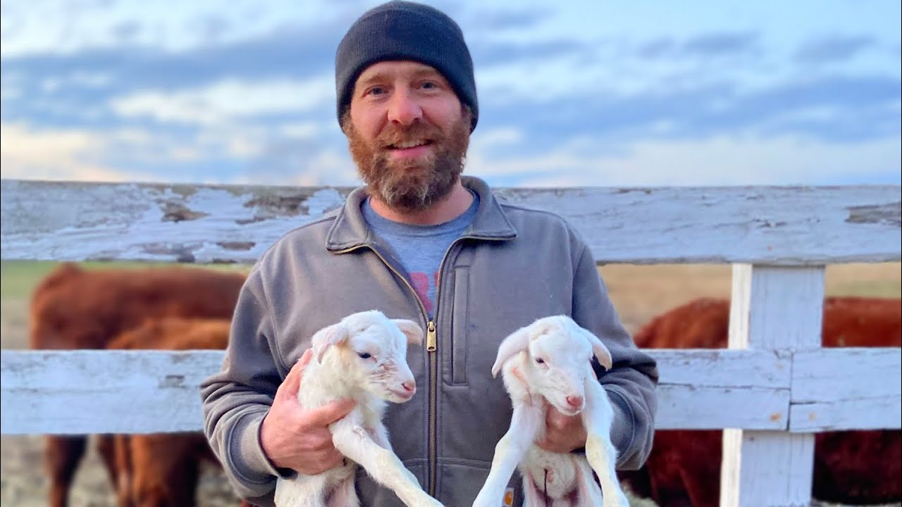 How Cold Is Too Cold To Lamb on Pasture? - St. Croix Sheep