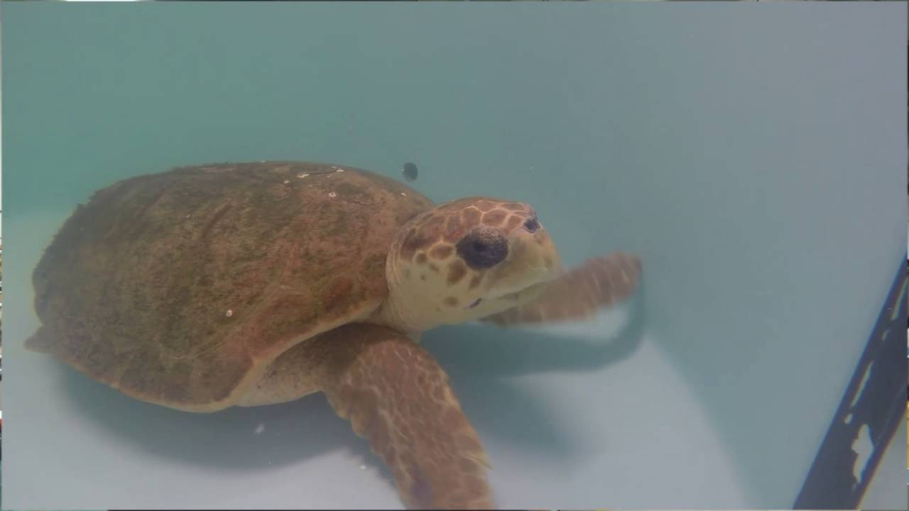 SC Aquarium's Sea Turtle Hospital