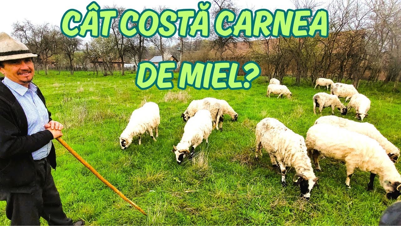 Cât costă carnea de miel înainte de Paște? Pensiunea Cerna, colțul de rai din Oltenia de sub Munte.