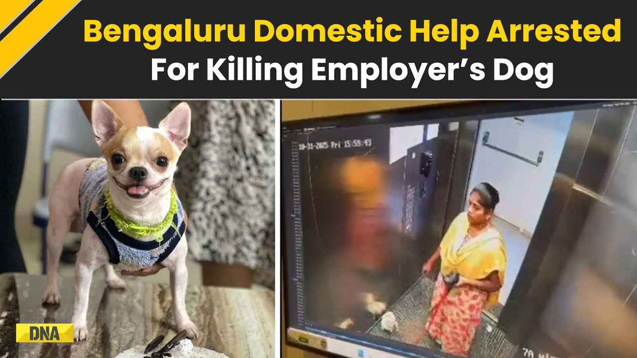 Bengaluru News: House Help Arrested For Killing Pet Dog, Booked In Gold Theft Case | Bengaluru News