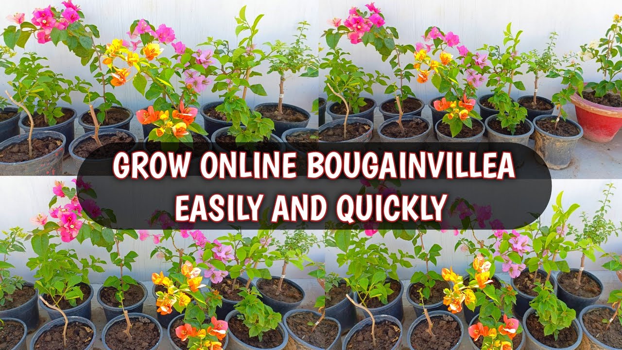 HOW TO GROW ONLINE BOUGAINVILLEA QUICKLY AND FORCE THEM FOR HEAVY FLOWERING | BOUGAINVILLEA CARE 😍🌸