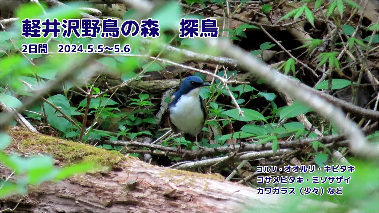 軽井沢野鳥の森　探鳥　コルリ　オオルリ　カワガラス（少々）など　2024/5/5～5/6　2日間