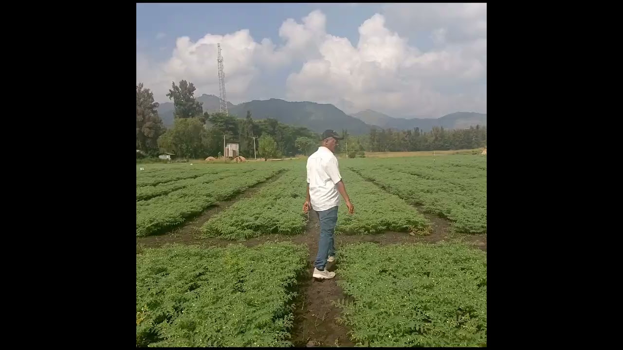 ለሰብል ልማት ወይም ምርት ማደግ ሂደት ውስጥ 5 የረቂቅ ተህዋስያን ተሳትፎ ያለበትን 𝗞𝗲𝘆 𝗣𝗿𝗼𝗰𝗲𝘀𝘀𝗲𝘀