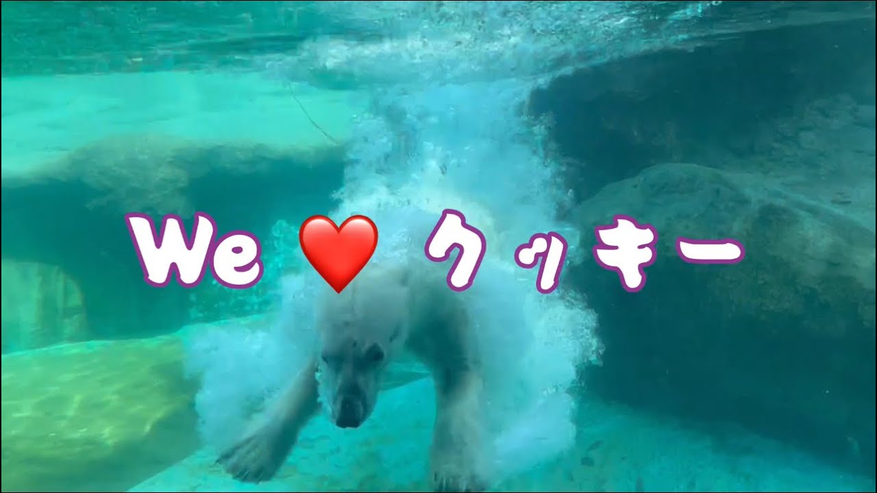 3月17日に天国へ旅立ったクッキーへ❤豊橋市総合動植物園のんほいパークʕ•ᴥ•ʔホッキョクグマ