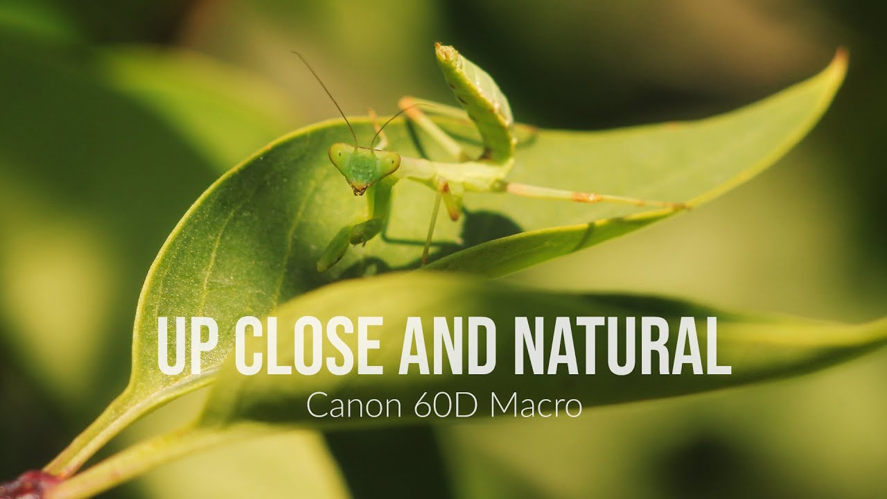 Up Close and Natural - Nature footage compilation | HD | Canon 60D