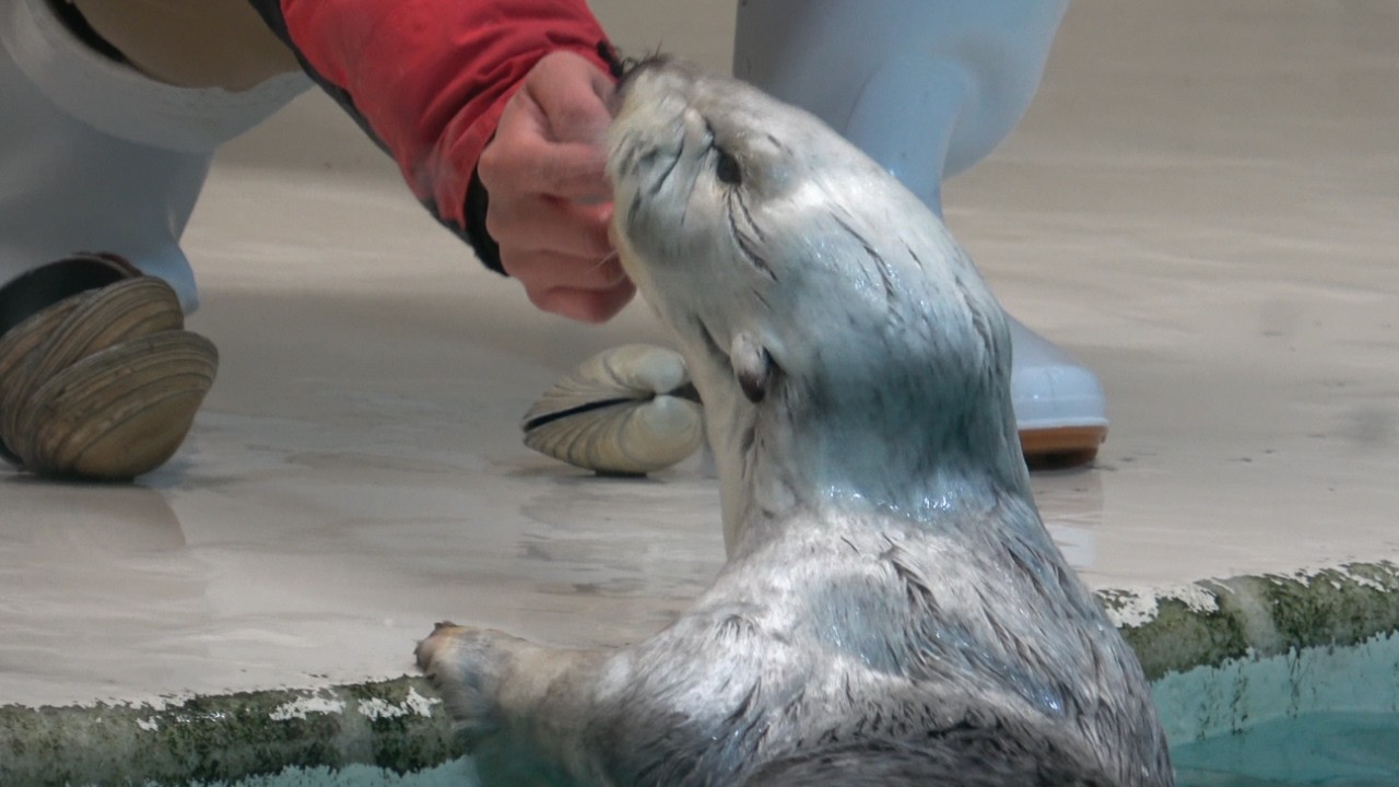 【ラッコ】鳥羽水族館メイちゃんキラちゃんのおやつタイム たくさんくださいな