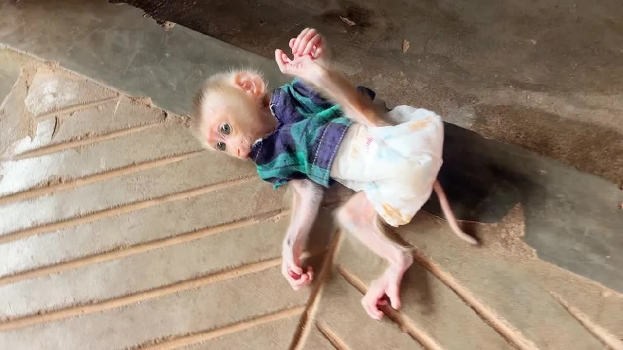 Baby Monkey Mato Sadly Sleep On Stair Temper Mom Not Pick Him