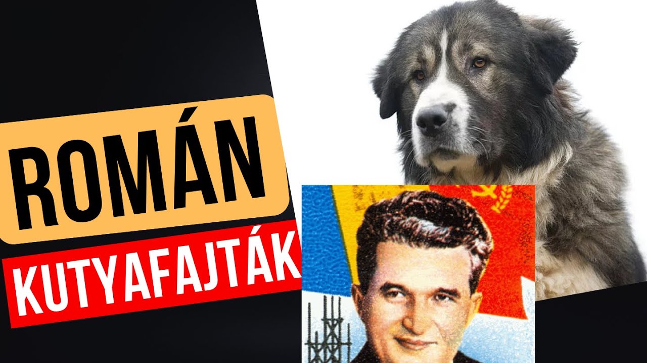 Román kutyafajták - 1. rész