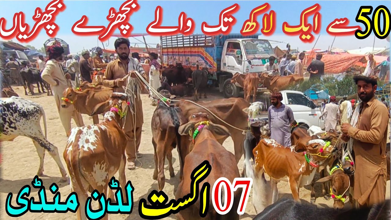 New Luddan Mandi Update | 50 Hezaar Sai 1 lakh waly Bachry,Bachriyan | latest mandi Update
