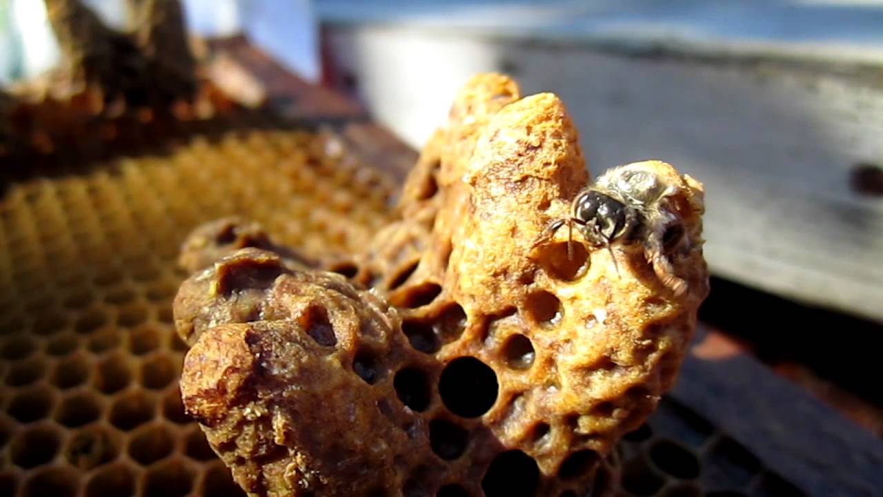 Bee hatching, queen bee, hatching.