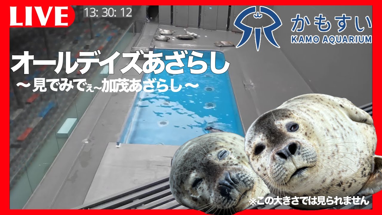 【30分限定無料公開】オールデイズあざらし ～見でみでぇ加茂あざらし～【配信開始記念】