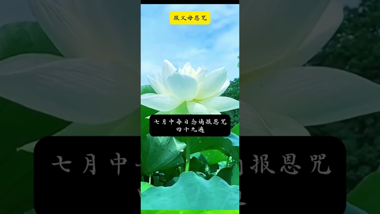 报父母恩咒 #vipasana #audiobook #德宝法师 #德宝法师 #人生感悟 #佛学智慧 #人生感悟 #佛学智慧 #appamada #情感 #dhammasharing