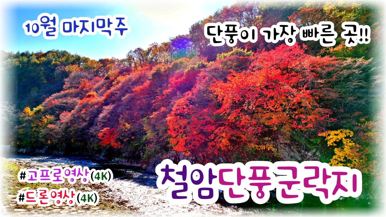 [4K UHD] 단풍이 가장 빠른 곳, 태백 철암단풍군락지, 10월 마지막주 현황 브이로그/드론 영상 | Taebaek, Cheoram Maple Grove - Vlog/Drone