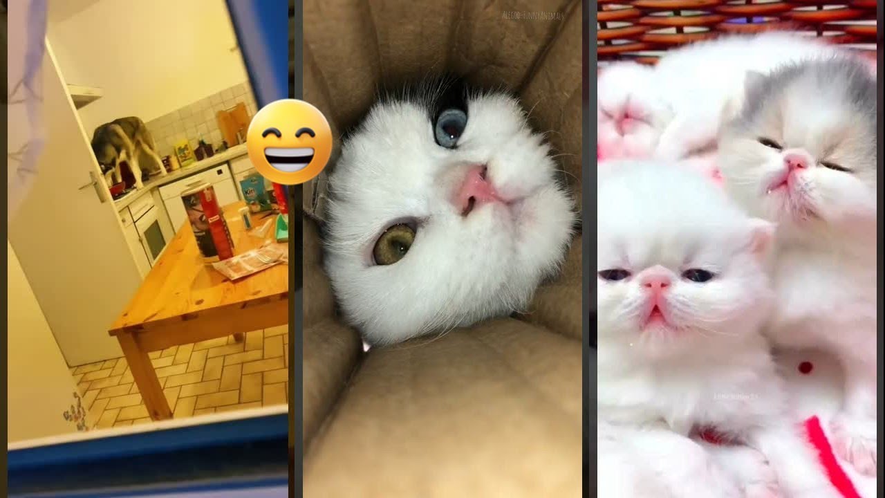 Funny Pets 😹 kitten meowing cute 😻 #FunnyCats Ep 2210