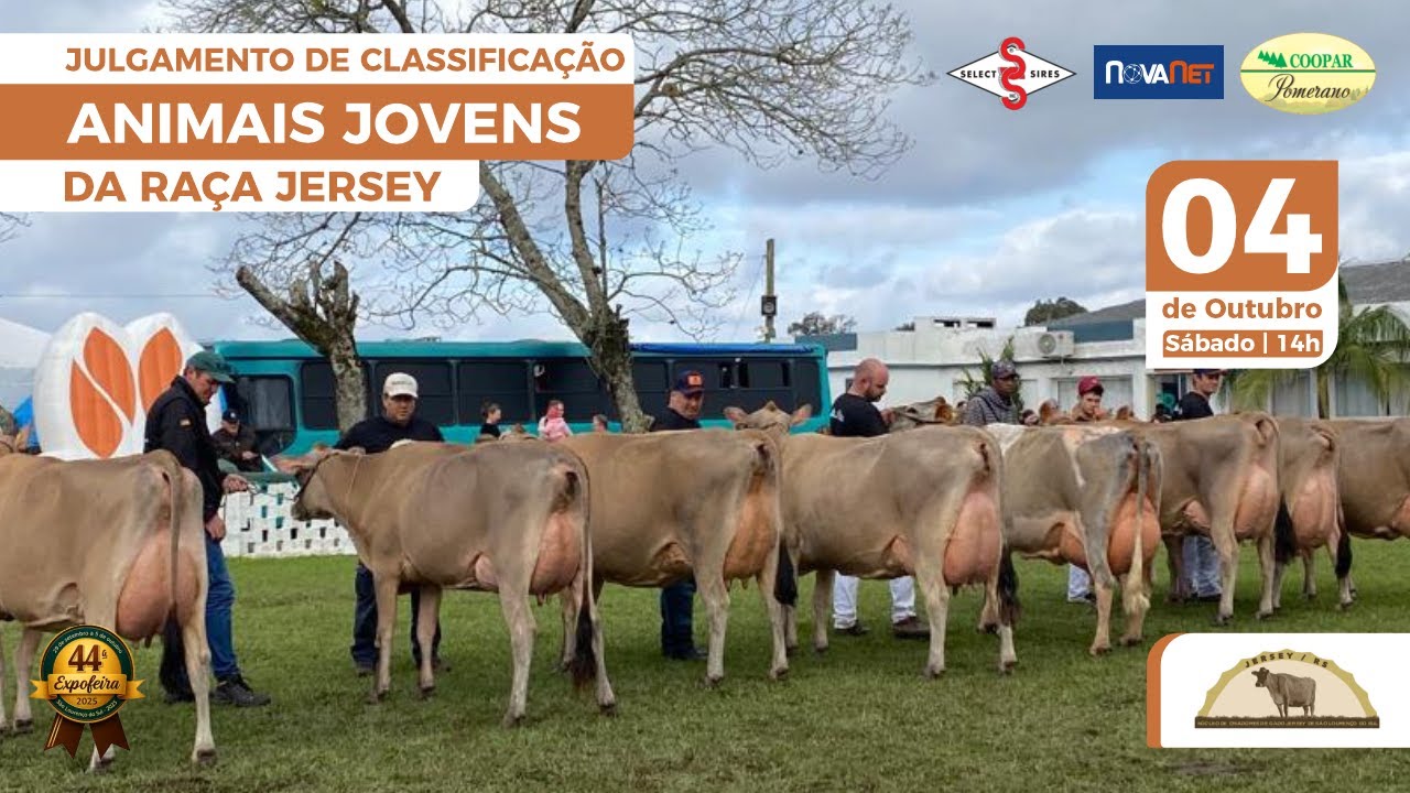 JULGAMENTO DE CLASSIFICAÇÃO ANIMAIS JOVENS DA RAÇA JERSEY | 44ª Expofeira de São Lourenço do Sul