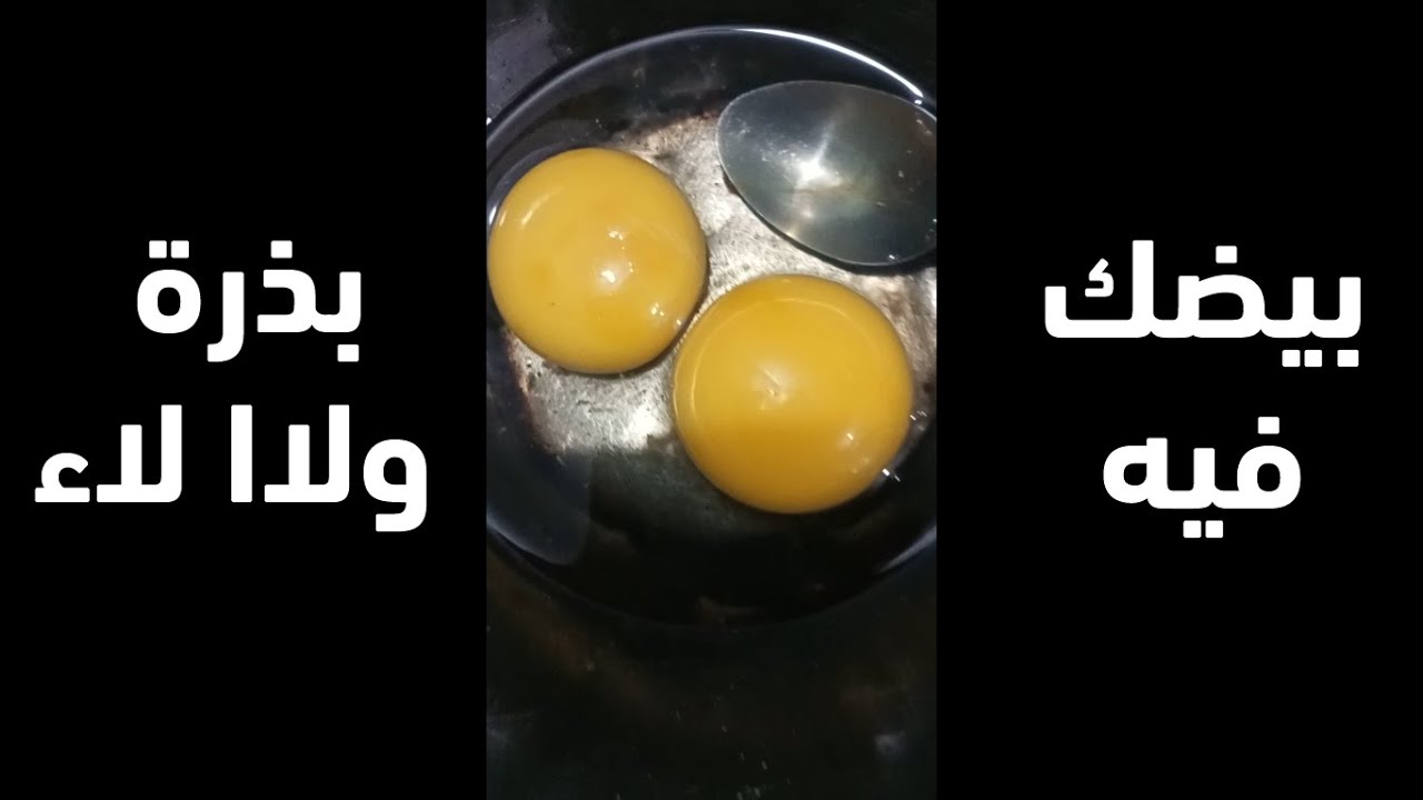 طريقة تعرف بيها ان البيض ملقح او مخصب أول ما تتباض وقبل ترقيد الفرخة أو تحطه في الفقاسة طريقة مضمونة